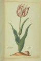 Oudenerder Tulip, an extinct broken Dutch tulip.