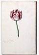 Paragon Vander Poel Tulip - Image 4 in the NEHA Tulip Book.