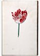 Parel Tulip - Image 14 in the NEHA Tulip Book.
