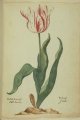 Pargoen Lifiens (Liefkens) Tulip, an extinct broken Dutch cultivar.