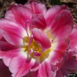 Peach Blossom, 1890, top view (MEW) 2011 - 590p