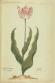 Pearl (Parel) Tulip, an extinct broken Dutch tulip.
