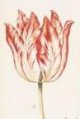 POCHERTJE Tulip - center image on Sotheybs.