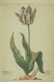 Purper en wit Jeroen extinc Tulip, an extinct broken Dutch cultivar.