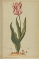 Roosje van Catolijn Tulip, an extinct broken Dutch tulip.