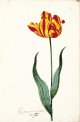 Root en Geel van Leyde Tulip from the Great Tulip Book.