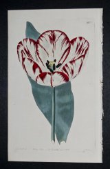 Rose Galatea Tulip