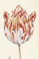 Rusticion Tulip - center image on Sothebys.