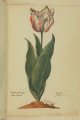 Saijbloem Tulip, an extinct broken Dutch tulip.