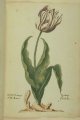 Schone Brabantson Tulip, an extinct broken Dutch cultivar.