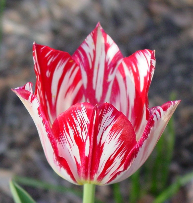 Silver Standard, a Dutch broken tulip.