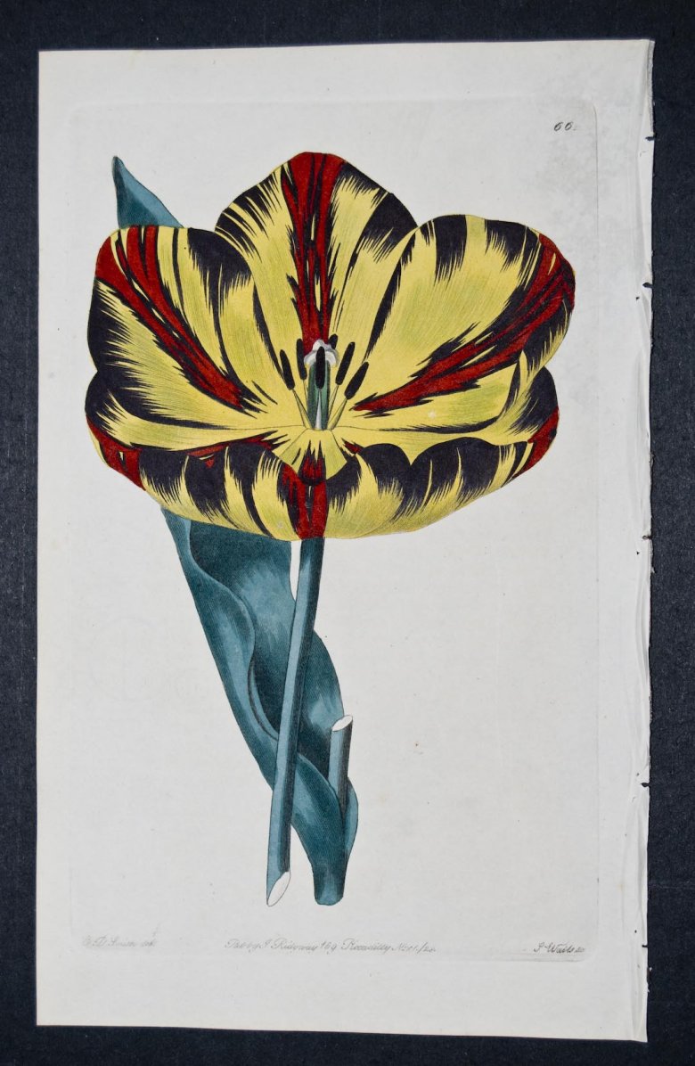 Sir George Duckett Tulip - an extinct English Florists tulip.