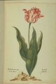 Zomerschoon (Soomerschoon) broken extinct Dutch tulip