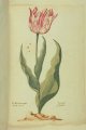 Spider (Spinnekop) Tulip, an extinct broken Dutch tulip.