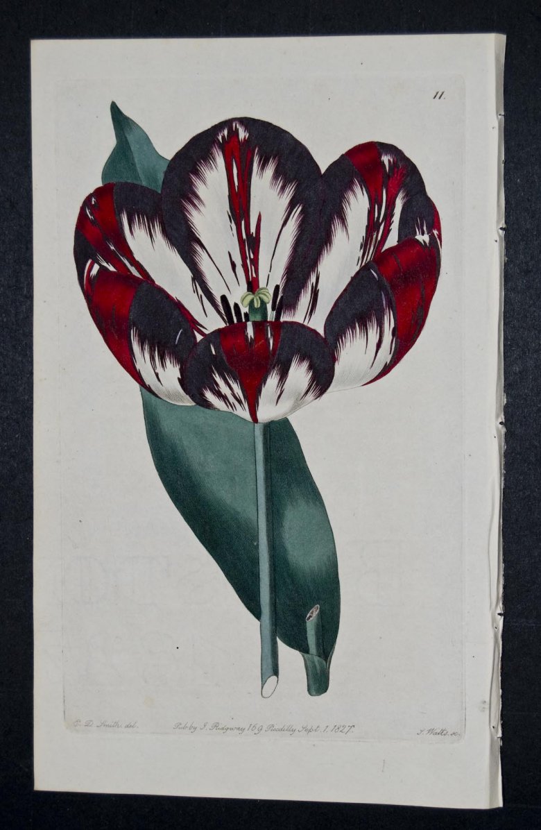 Strong's High Admiral Tulip - an extinct English Florists tulip.