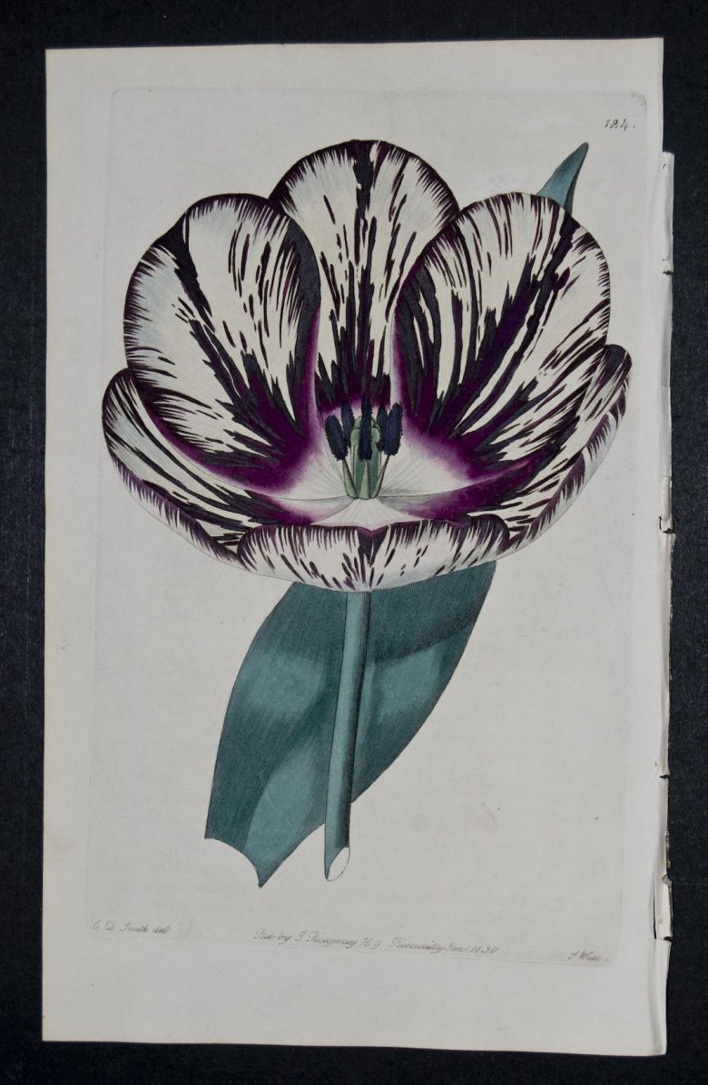 Strong's Rainbow Tulip - an extinct English Florists tulip.