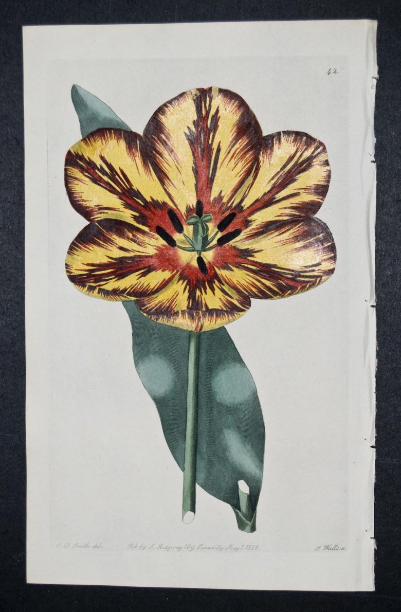 Strong's King Tulip - an extinct English Florists tulip.