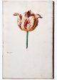 Switser Tulip - Image 3 in the NEHA Tulip Book.