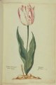 Tarlon (Tourlongh) Tulip, an extinct broken Dutch tulip.