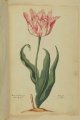 Troij cluer van Noviel (Troijs coleur van Nonville), an extinct broken Dutch tulip.