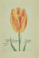 Tulipa aga, an extinct broken Dutch tulip.