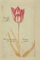 Tulipa anassos Tulip, an extinct broken Dutch tulip.
