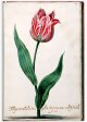 Tulipa Candida - Imagge 43 in the NEHA Tulip Book.