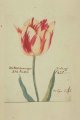 Tulipa sulph(urea), an extinct broken Dutch tulip.