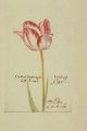 Tullipa zescv sla, an extinct broken Dutch tulip.