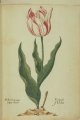 Tulp uit saet of bellert Tulip, an extinct broken Dutch cultivar.