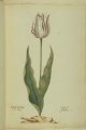 Tulpa IJslijf, an extinct broken Dutch tulip.