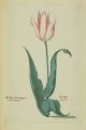Unnamed tulip, white flower with pink borders; signed (P.) Holsteijn de Jonge.