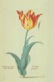 Unnamed tulip (P.S. fecit) - from the P. Cos Tulip Book.