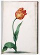 Unnamed Tulip - Image 31 in the NEHA Tulip Book.
