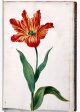 Unnamed Tulip - Image 36 in the NEHA Tulip Book.