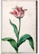 Unnamed Tulip - Image 38 in the NEHA Tulip Book.