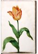 Unnamed Tulip - Image 39 in the NEHA Tulip Book.