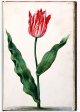 Unnamed Tulip - Image 44 in the NEHA Tulip Book.