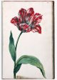Unnamed Tulip - Image 45 in the NEHA Tulip Book.