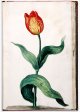 Unnamed Tulip - Image 60 in the NEHA Tulip Book.