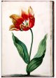 Unnamed Tulip - Image 61 in the NEHA Tulip Book.