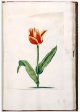 Unnamed Tulip - Image 62 in the NEHA Tulip Book.