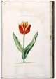 Unnamed Tulip - Image 63 in the NEHA Tulip Book.