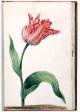 Unnamed Tulip - Image 64 in the NEHA Tulip Book.