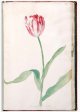Unnamed Tulip - Image 65 in the NEHA Tulip Book.