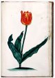Unnamed Tulip - Image 67 in the NEHA Tulip Book.