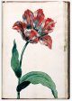 Unnamed Tulip - Image 68 in the NEHA Tulip Book.