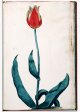 Unnamed tulip - Image 70 in the NEHA Tulip Book.