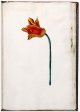 Unnamed Tulip - Image 71 in the NEHA Tulip Book.
