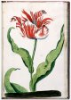 Unnamed Tulip - Image 72 in the NEHA Tulip Book.